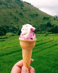ice cream in cone in the midle of the rice fields