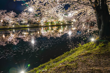 Hirosaki park cherry blossom trees matsuri festival light up at night in springtime. Beauty full bloom pink flowers tunnel in west moat and lights illuminate. Aomori Prefecture, Tohoku Region, Japan