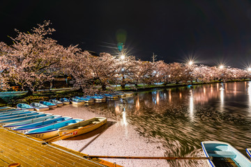 Fototapeta na wymiar Hirosaki park cherry blossom trees matsuri festival light up at night in springtime. Beauty full bloom pink sakura flowers in west moat with lights illuminate. Aomori Prefecture, Tohoku Region, Japan