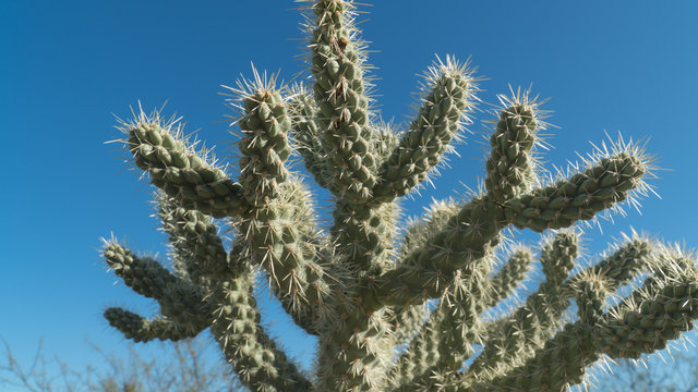 Close up of top of jumping cholla in Sonora Desert - Tucson Arizona