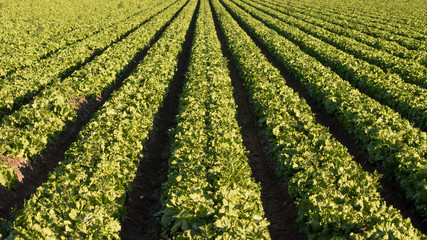 Rows of mature lettuce plants in a field ready for harvest - Arizona