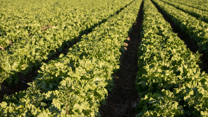 Rows of lettuce ready for harvest in field - Yuma Arizona
