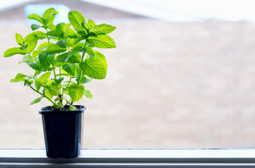 Mint growing on the pot on window.