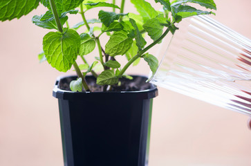 Watering fresh mint growing in the pot