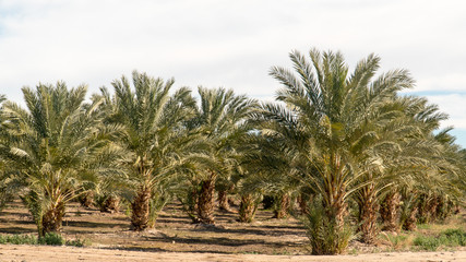 Fototapeta na wymiar Date palm tree orchard with copy space - Yuma Arizona