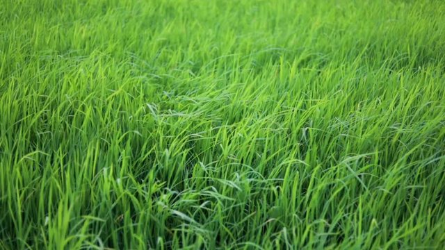 Slow motion green rice field with the wind blowing
