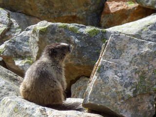 Naklejka na ściany i meble A watchful Canadian Hoary Marmot sitting on a rocky ledge