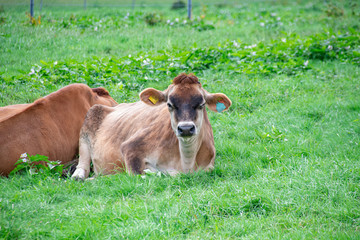 Jersey cows lying down on the grass field