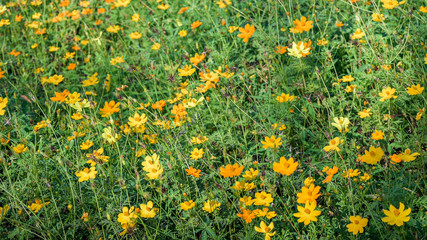 Cosmos flowers on field with green leaves background, Close-up flower