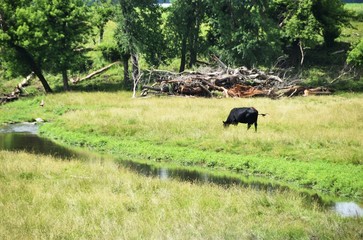 Cow Grazing by Stream