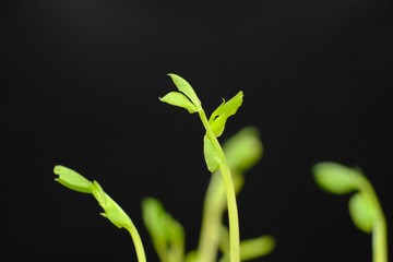 Fototapeta na wymiar pea sprout