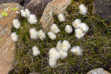 Alpine flower Eriophorum Scheuchzeri Hoppe (White Cottongrass) on the shores of the lake of Lussert, Aosta valley, Cogne, Italy. Photo taken at an altitude of 2700 meters.