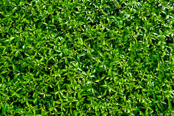 green leafs background