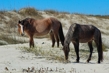 Wild Horses on Cumberland Island Beach