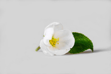 fresh jasmine flower with mint leaf