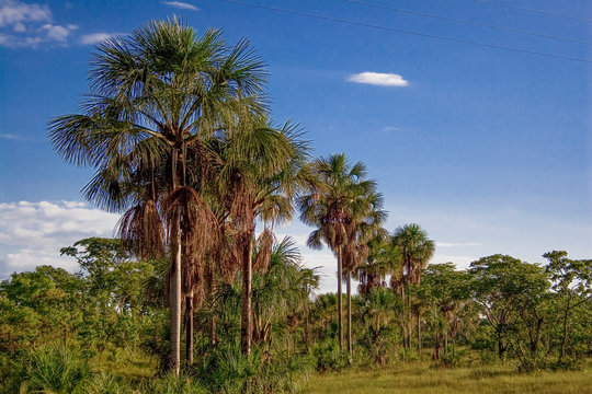 Buritis palms at brazilian Jalap&atilde;o desert at Tocantins state