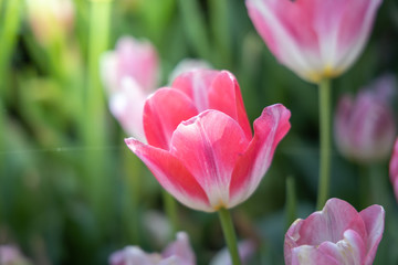 Obraz premium Beautiful bouquet of tulips. colorful tulips. nature background