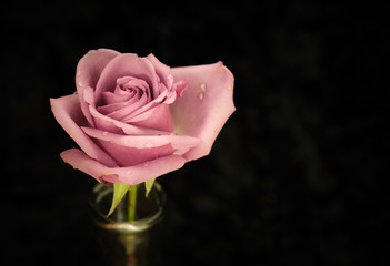 Pink rose on black background