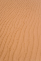 Jaguar footprints following an emu at Jalapão dunes  Brazil