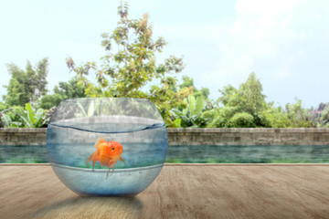 Goldfish in the fishbowl on the park