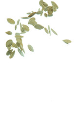 Pumpkin Seeds Falling in Free Motion Bulk. isolated Over White Background.