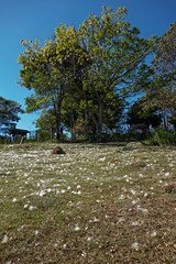 
Silk floss trees dropping across the terrain