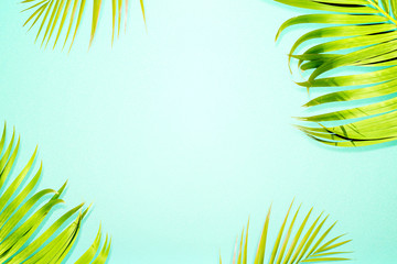 Fototapeta na wymiar Green palm leaves
