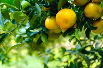 Orange tree in the garden.Farm of fruit