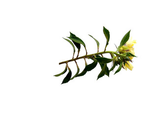 Yellow flower for flower frame or other decoration. Beautiful flower isolated on white background.