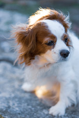 Fototapeta premium Cavalier King Charles Spaniel