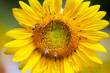 Obraz premium Close up big yellow sunflowers with bees