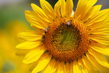 Big yellow sunflowers field with bees