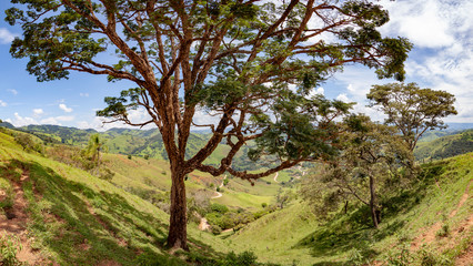 
Large tree in the foreground with a green valley in the background