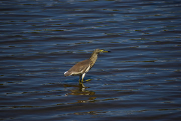 Indian pond heron in lake waters in bright sunny weather
