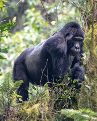 Silverback gorilla in the Uganda rainforest