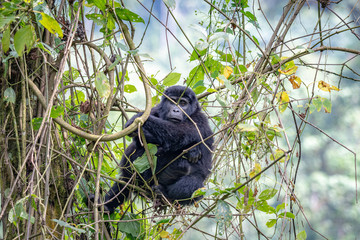 Female mountain gorilla peacefully hanging on a tree © Diego