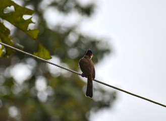 Cute adorable Red-whiskered bulbul bird or crested bulbul bird