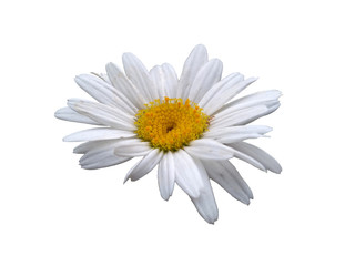 Flower for flower frame or other decoration. Dahlia flower isolated on white background.