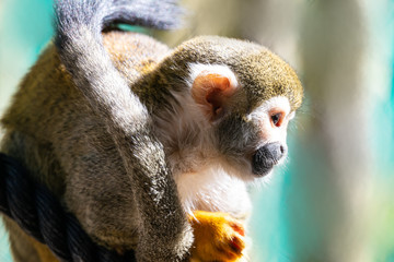 Squirrel Monkey