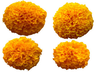 Flower for flower frame or other decoration. Yellow Marigold flower isolated on white background.