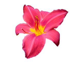 Red flower for flower frame or other decoration. Daylily Hemerocallis flower isolated on white background.