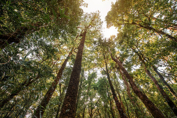 forest trees. nature green wood sunlight backgrounds.