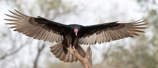 Turkey Vulture
