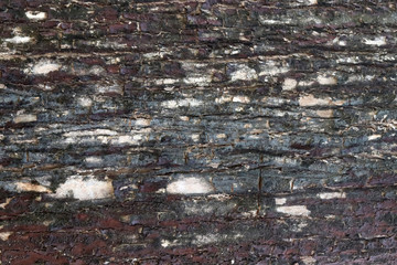 Brown tree skin. dry tree brown and bark texture and background 