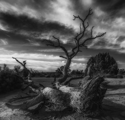 Fototapeta na wymiar Desert Tree - Moab Utah