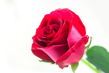One red rose closeup.