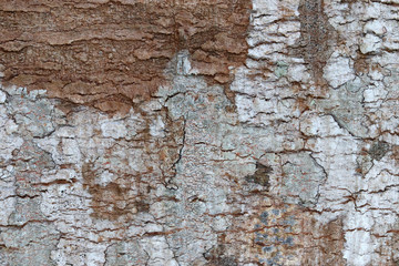Brown tree skin. dry tree brown and bark texture and background 