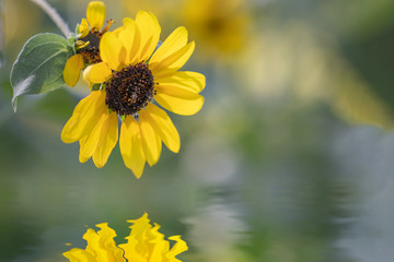 Sunflower reflections on water With morning sunshine