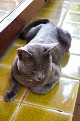 Local thai short hair gray cat