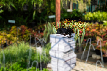 Local thai short hair black cat